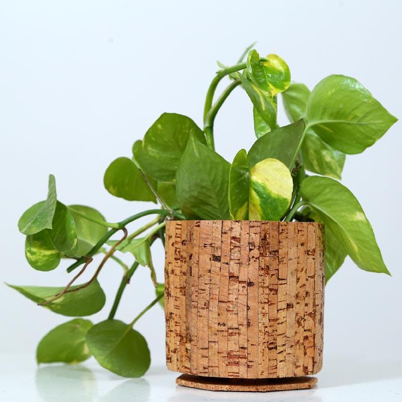 planter